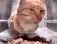 1000054795.gif